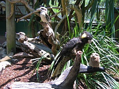 229 Wildlife Habitat Port Douglas